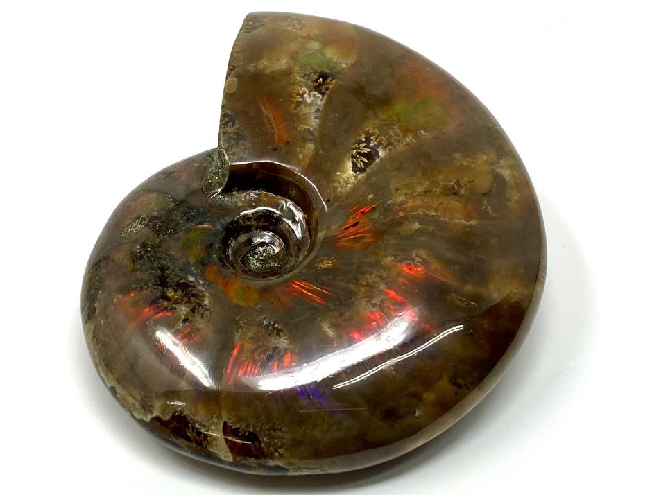 Red Iridescent Ammonite Fossil Large 9.6cm