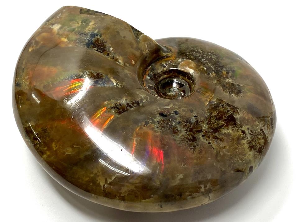 Red Iridescent Ammonite Fossil Large 9.6cm