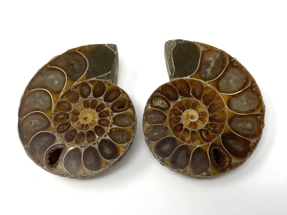 Ammonite Pair 5.1cm