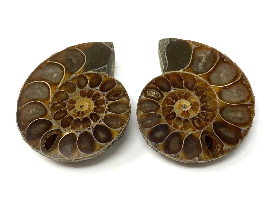 Ammonite Pair 5.1cm