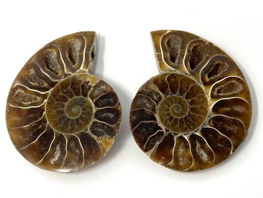 Ammonite Pair 4.6cm