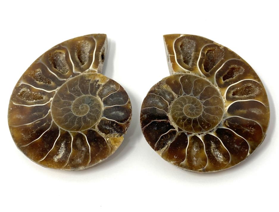 Ammonite Pair 4.6cm