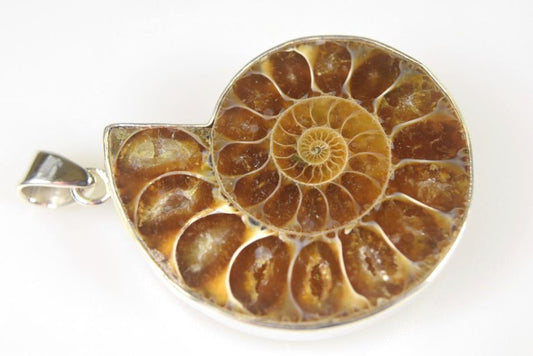 Ammonite Pendant Silver-Set Cut Half 15.2grams