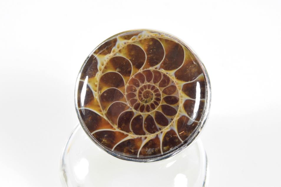 Ammonite Cabochon Ring UK O