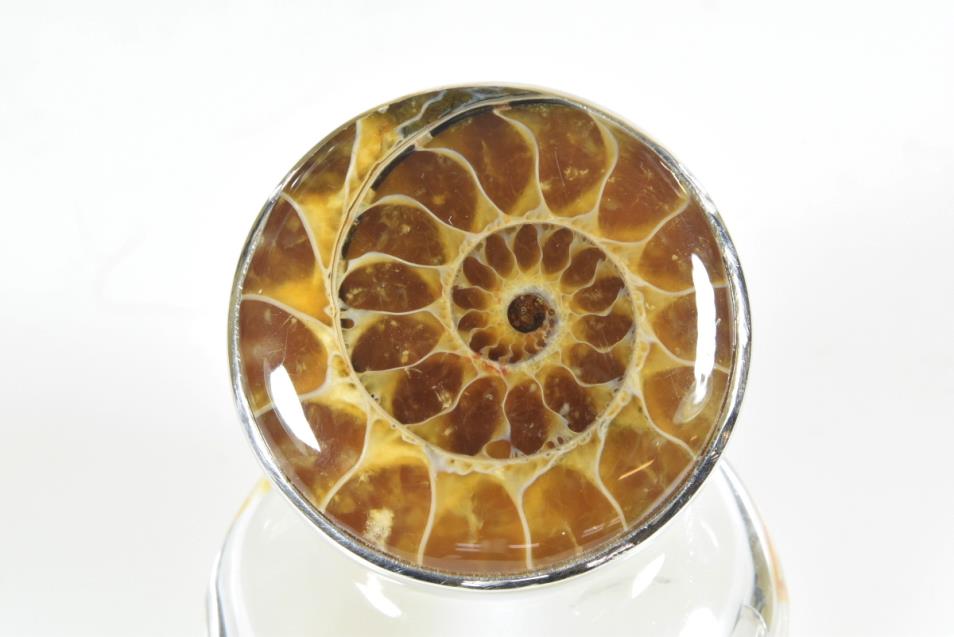 Ammonite Cabochon Ring US size 7