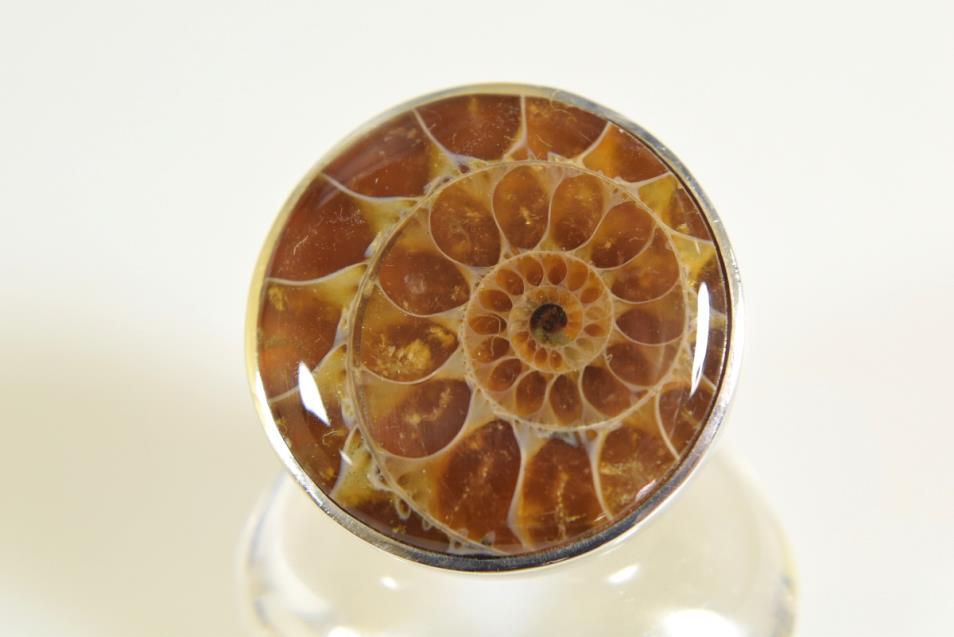 Ammonite Cabochon Ring 11.1grams