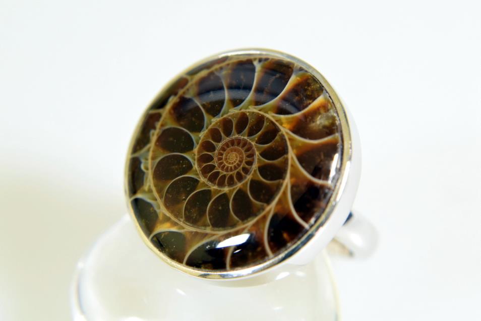 Ammonite Cabochon Ring 11.15grams