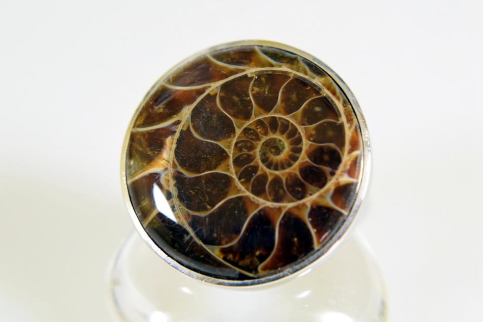 Ammonite Cabochon Ring 11.12grams