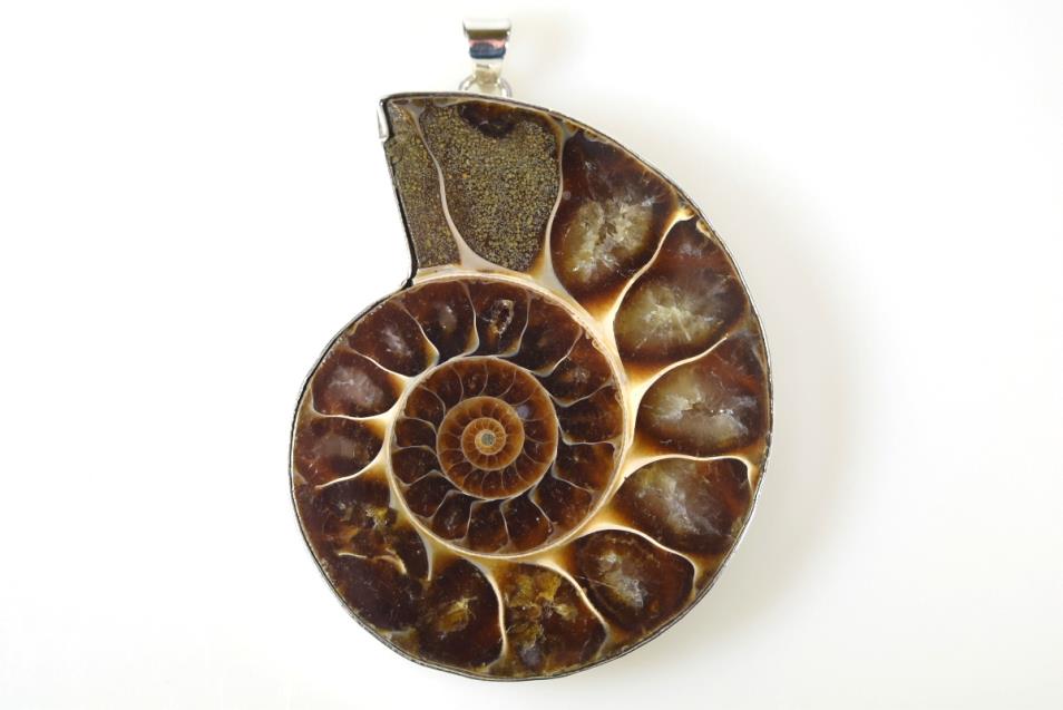 Large Ammonite Pendant Silver-Set Cut Half 40grams